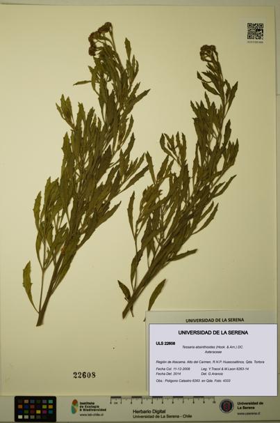 Tessaria absinthioides [Espécimen: ULS:ULS:0022608]