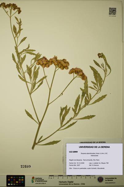Tessaria absinthioides [Espécimen: ULS:ULS:0022609]
