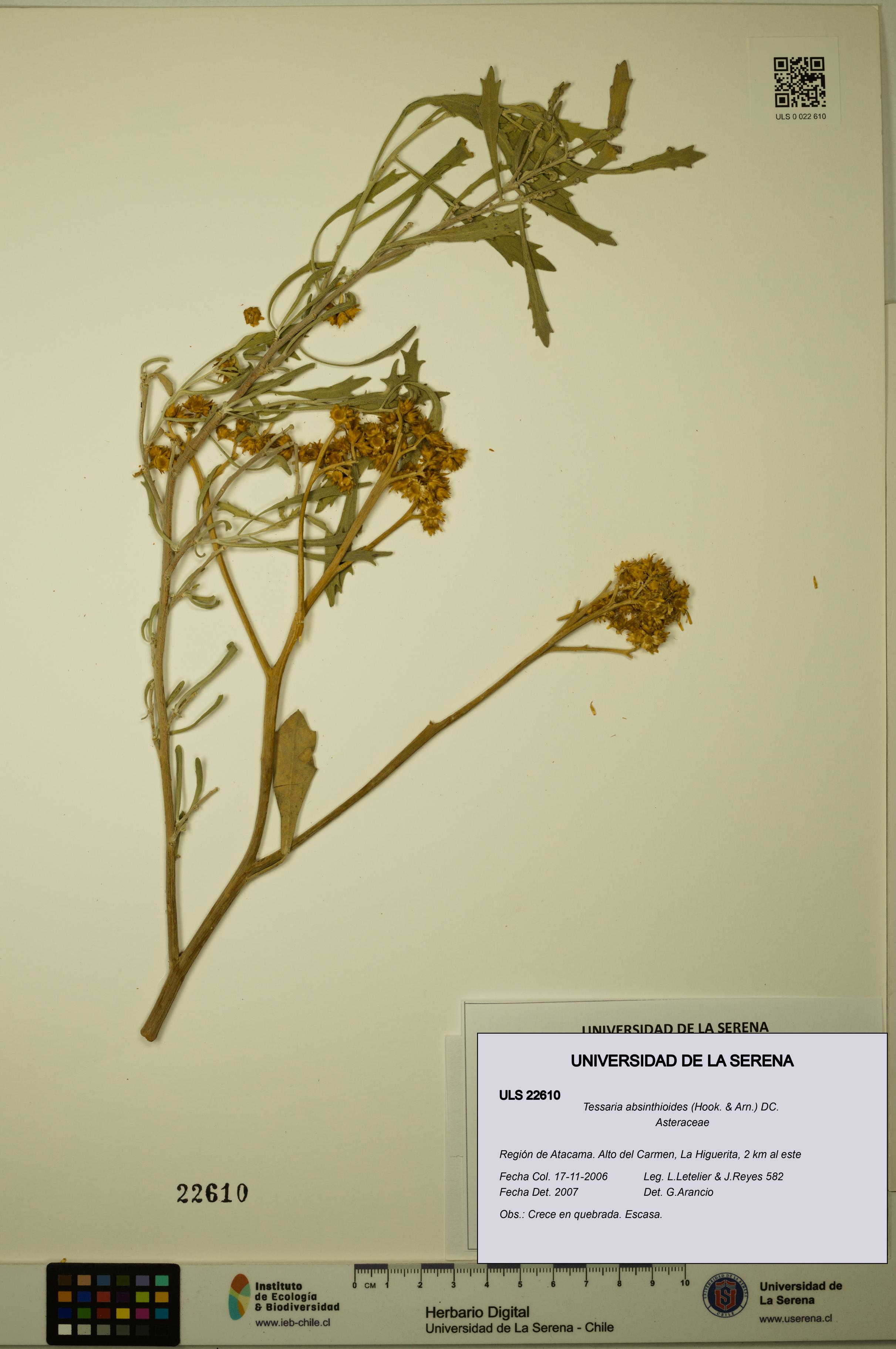 Tessaria absinthioides [Espécimen: ULS:ULS:0022610]