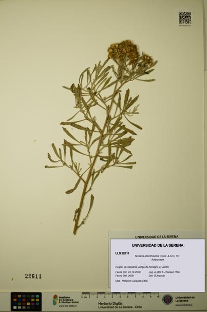 Tessaria absinthioides [Espécimen: ULS:ULS:0022611]