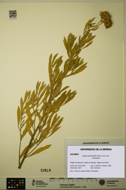 Tessaria absinthioides [Espécimen: ULS:ULS:0022612]