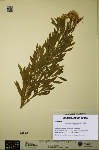 Tessaria absinthioides [Espécimen: ULS:ULS:0022613]