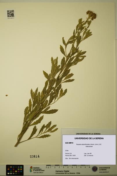 Tessaria absinthioides [Espécimen: ULS:ULS:0022614]