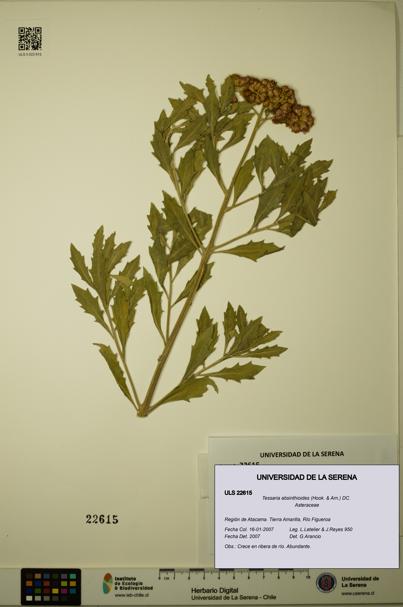 Tessaria absinthioides [Espécimen: ULS:ULS:0022615]