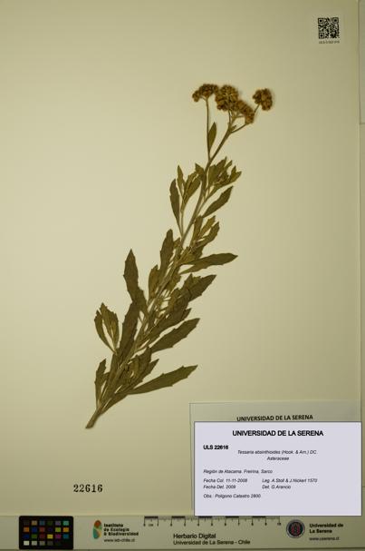 Tessaria absinthioides [Espécimen: ULS:ULS:0022616]