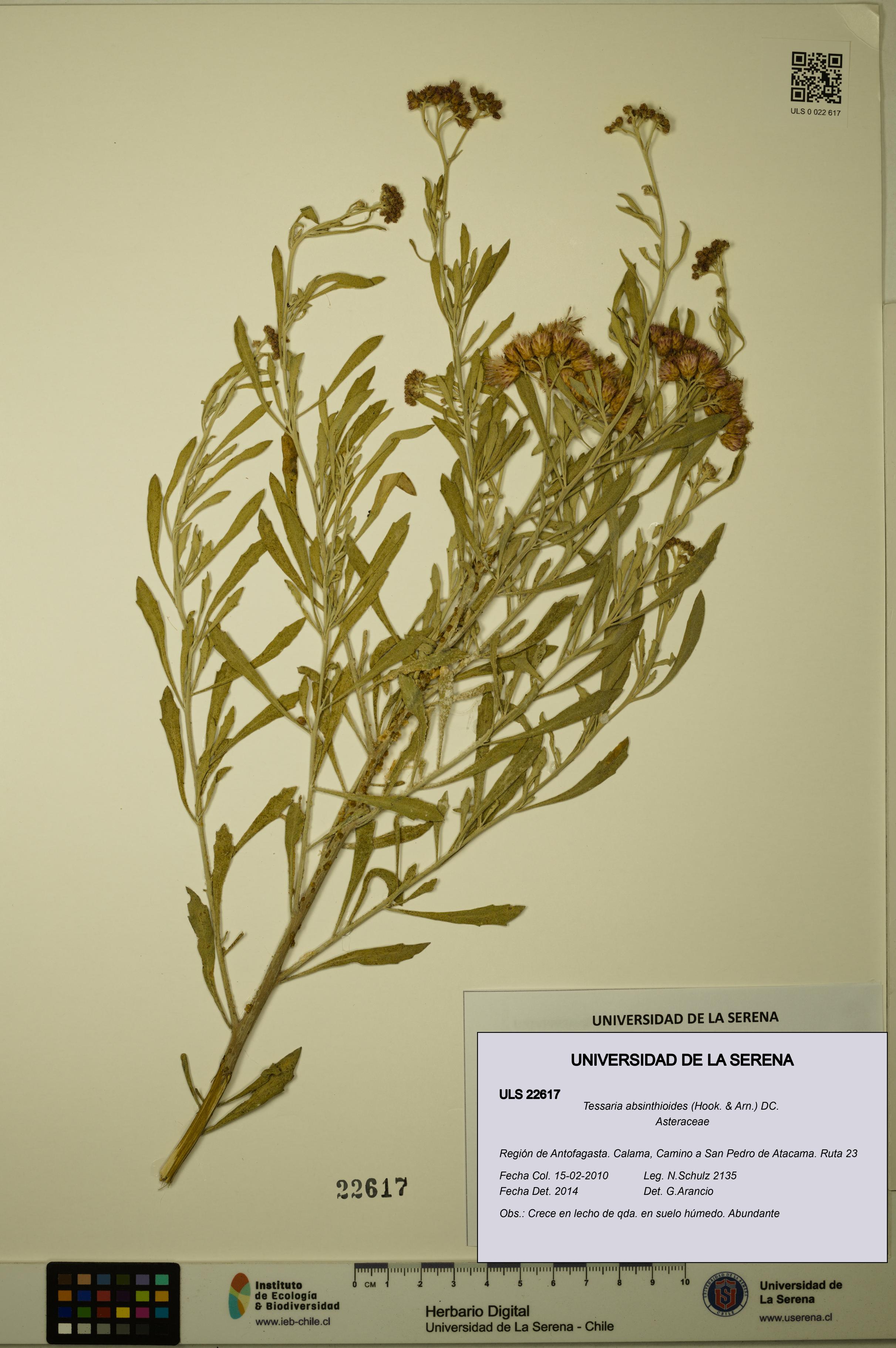 Tessaria absinthioides [Espécimen: ULS:ULS:0022617]