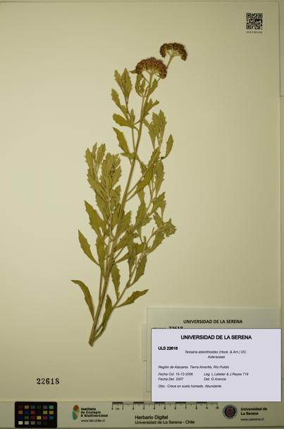 Tessaria absinthioides [Espécimen: ULS:ULS:0022618]