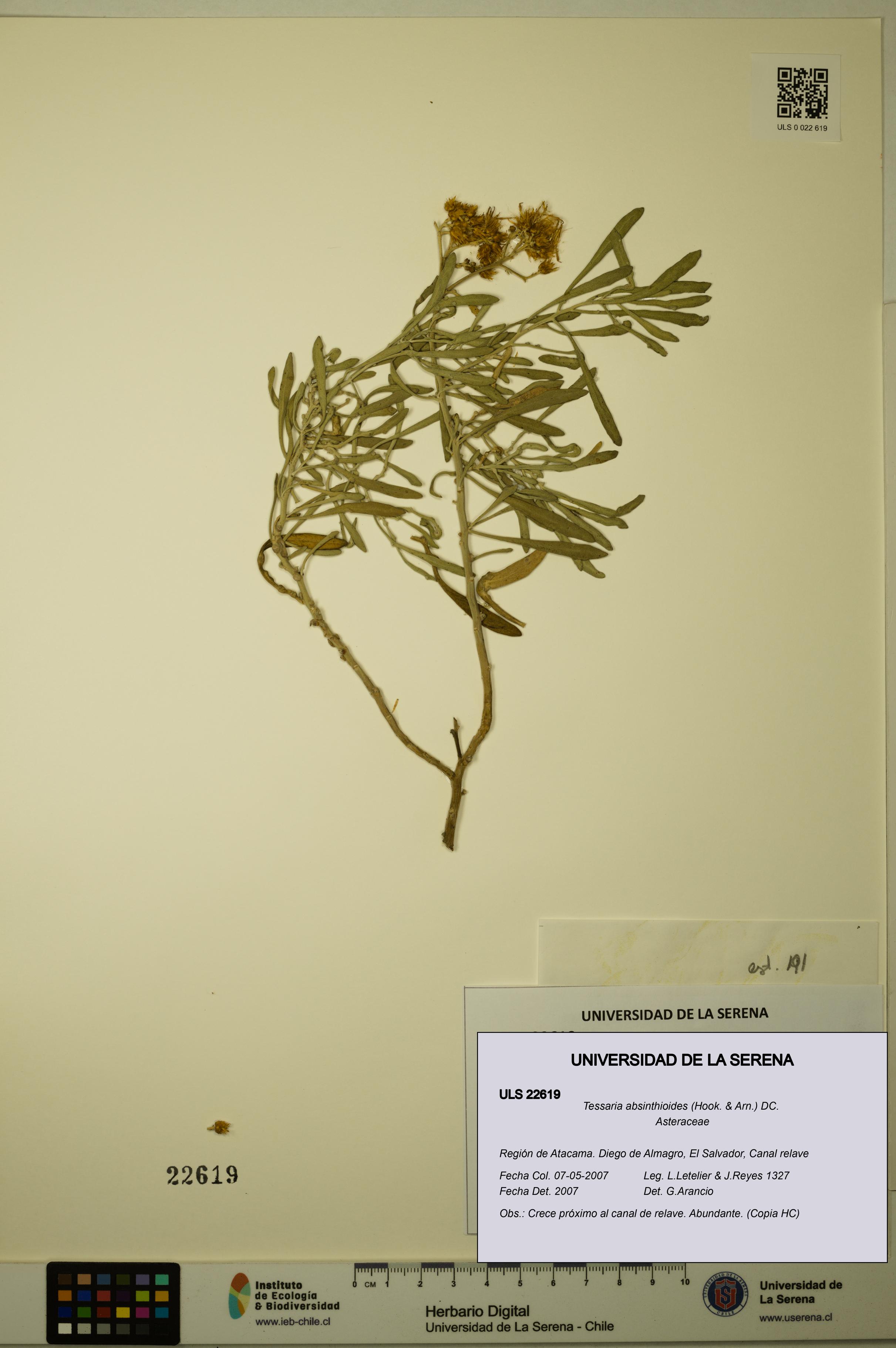 Tessaria absinthioides [Espécimen: ULS:ULS:0022619]