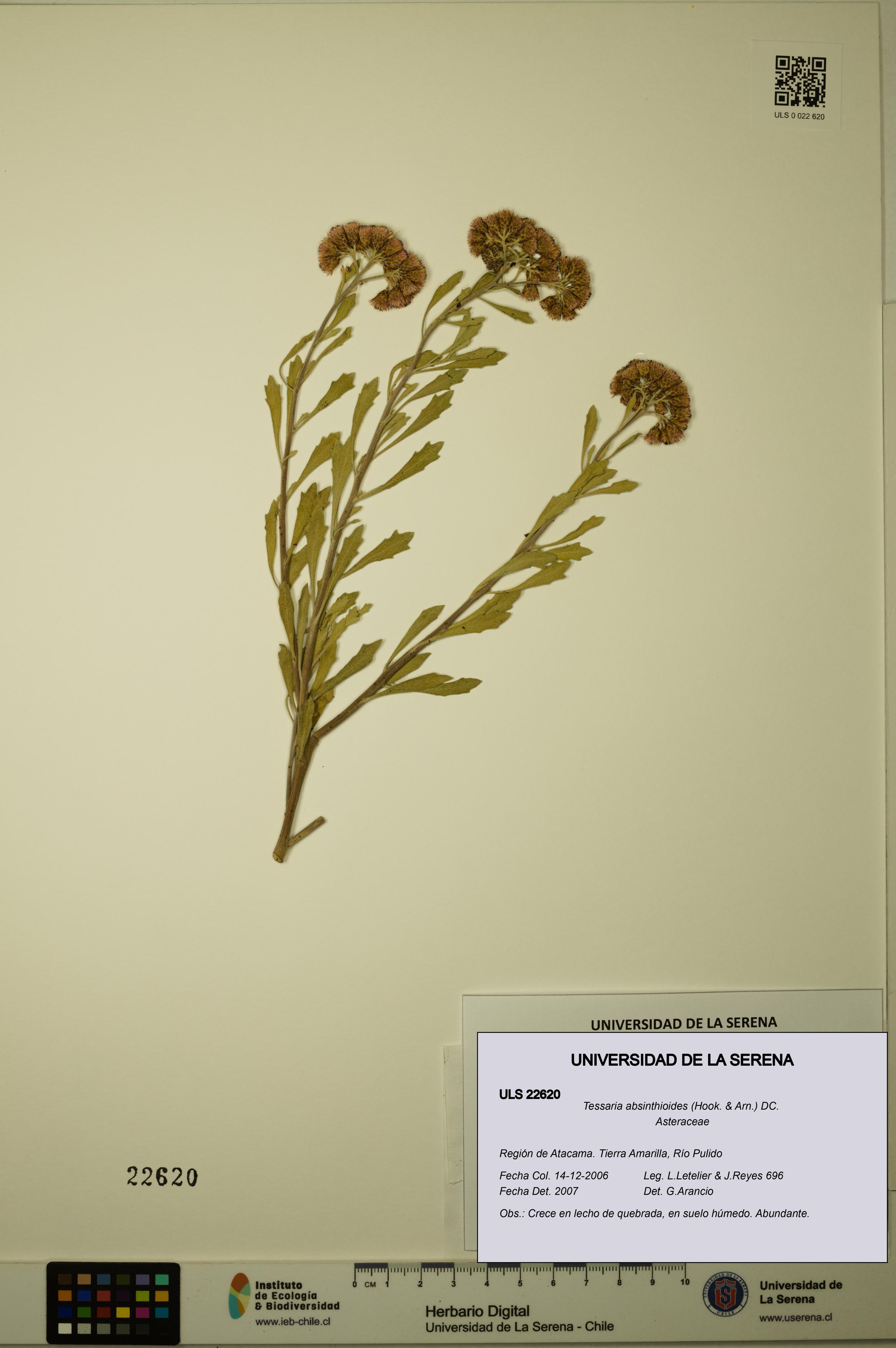 Tessaria absinthioides [Espécimen: ULS:ULS:0022620]