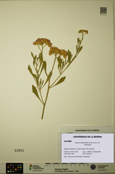 Tessaria absinthioides [Espécimen: ULS:ULS:0022621]