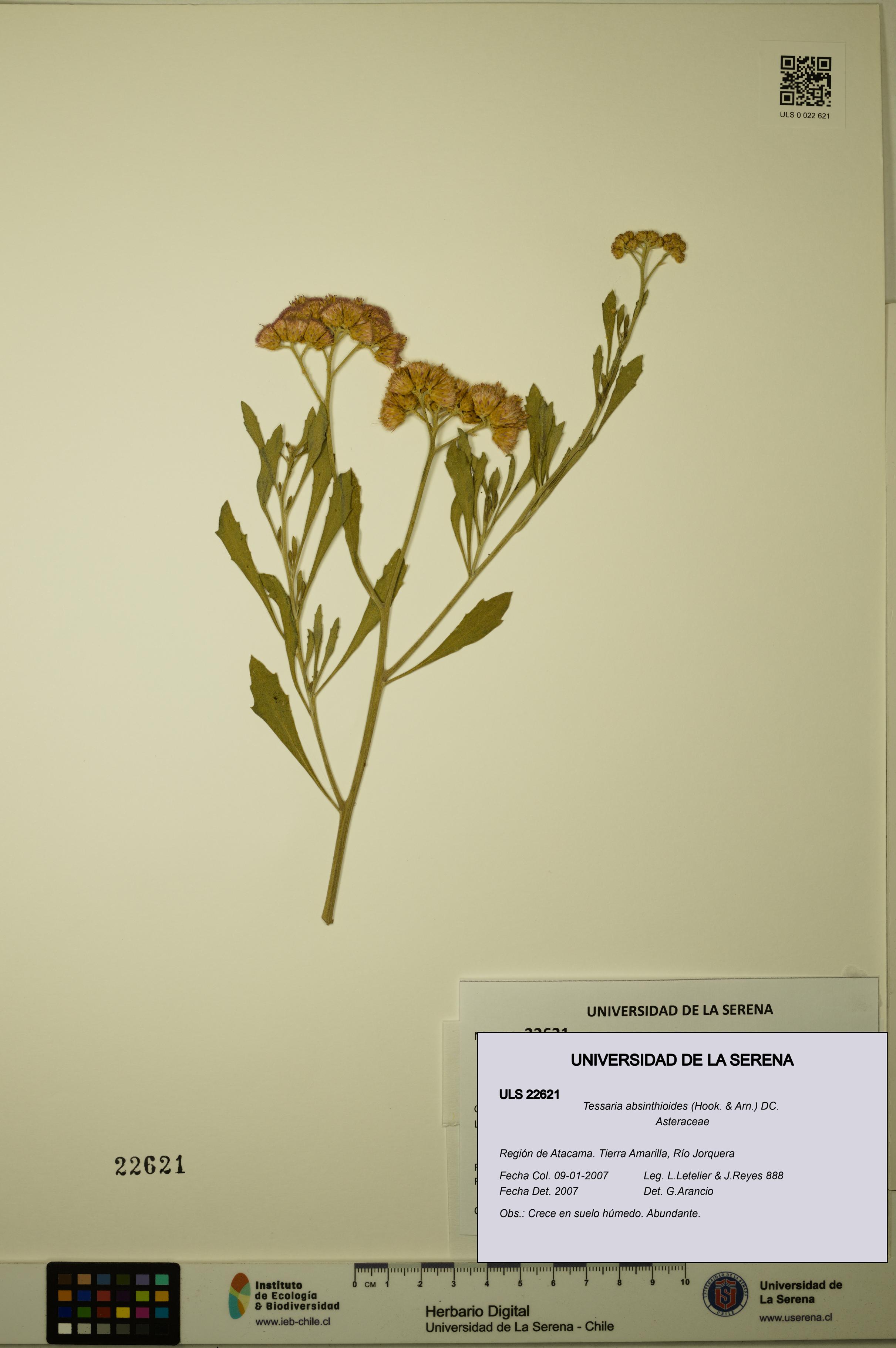 Tessaria absinthioides [Espécimen: ULS:ULS:0022621]