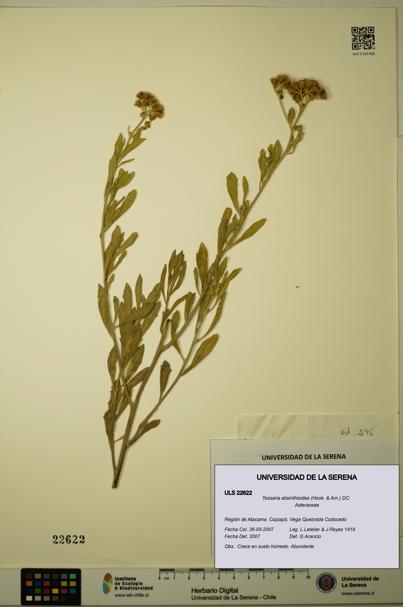 Tessaria absinthioides [Espécimen: ULS:ULS:0022622]