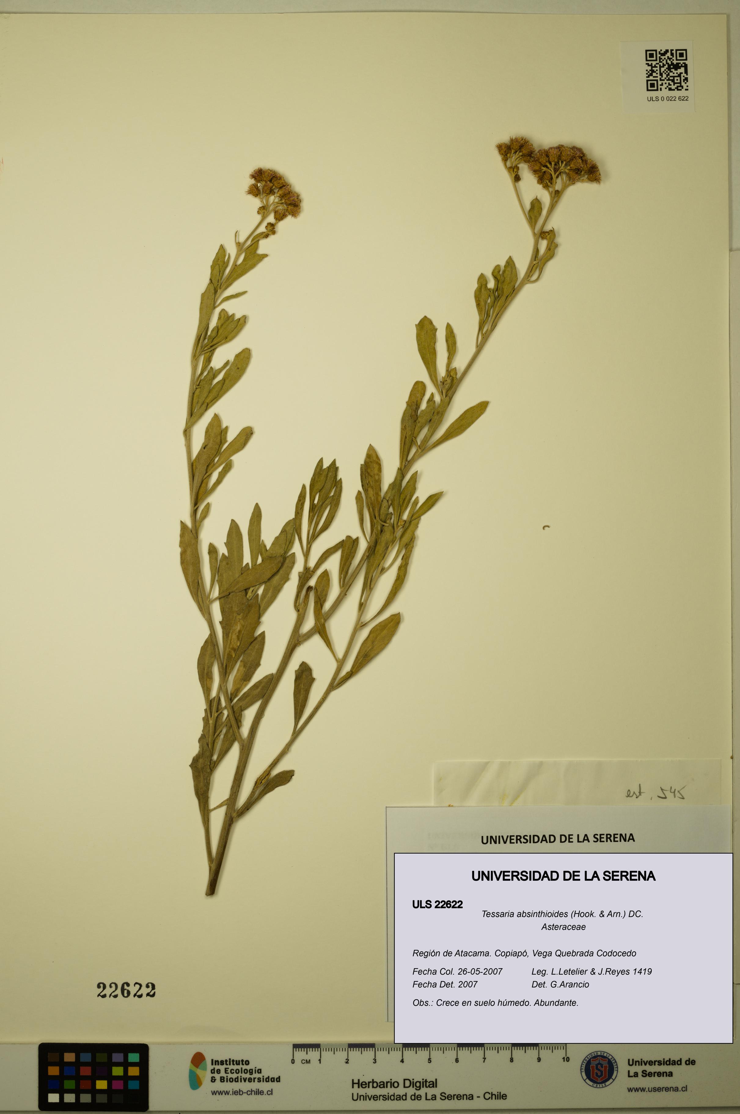 Tessaria absinthioides [Espécimen: ULS:ULS:0022622]