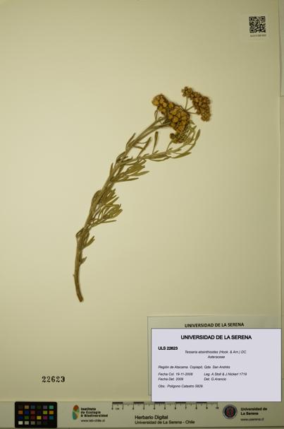 Tessaria absinthioides [Espécimen: ULS:ULS:0022623]