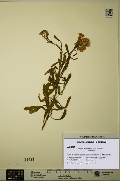 Tessaria absinthioides [Espécimen: ULS:ULS:0022624]