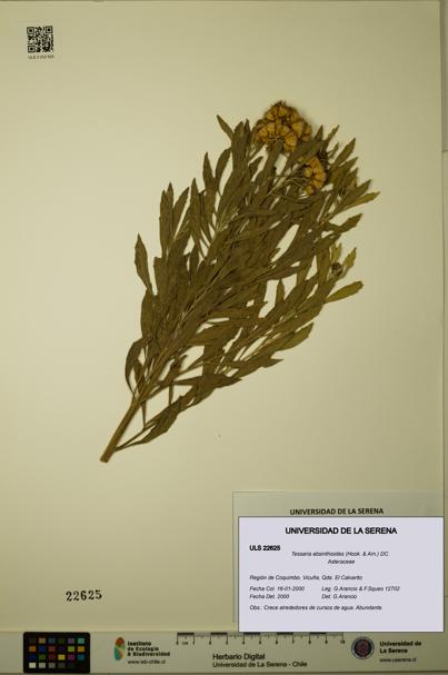 Tessaria absinthioides [Espécimen: ULS:ULS:0022625]