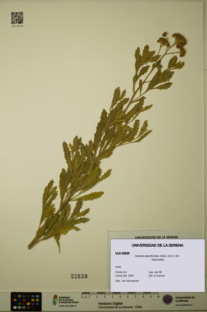 Tessaria absinthioides [Espécimen: ULS:ULS:0022626]