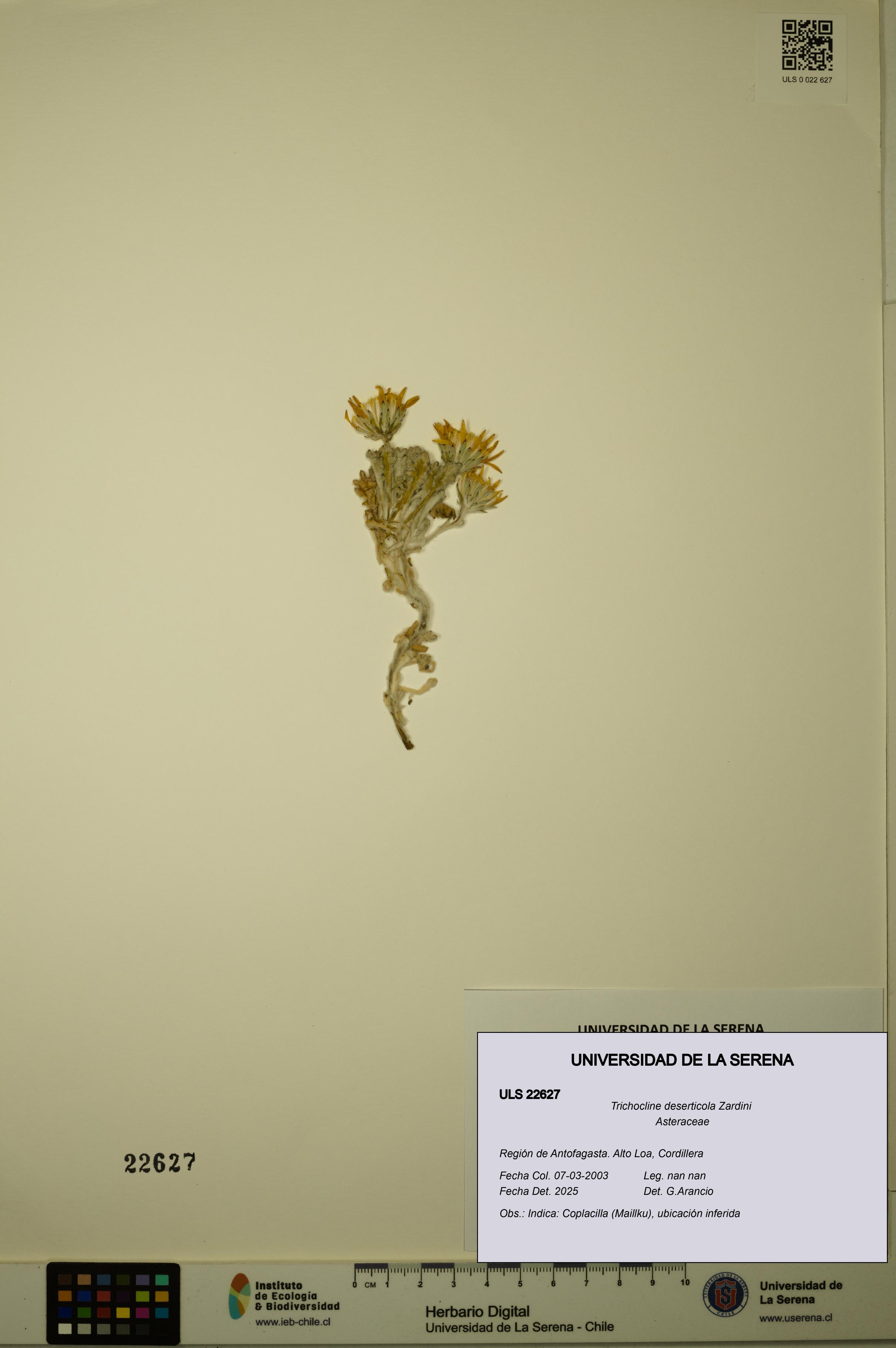 Trichocline deserticola [Espécimen: ULS:ULS:0022627]