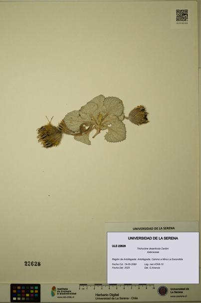 Trichocline deserticola [Espécimen: ULS:ULS:0022628]