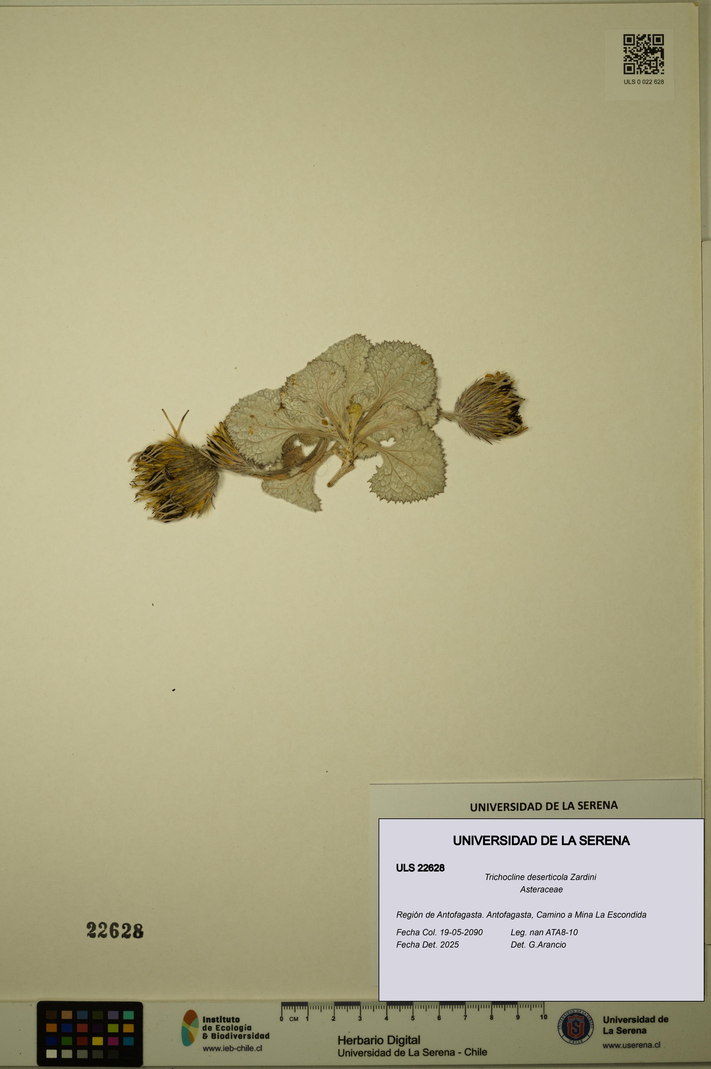 Trichocline deserticola [Espécimen: ULS:ULS:0022628]