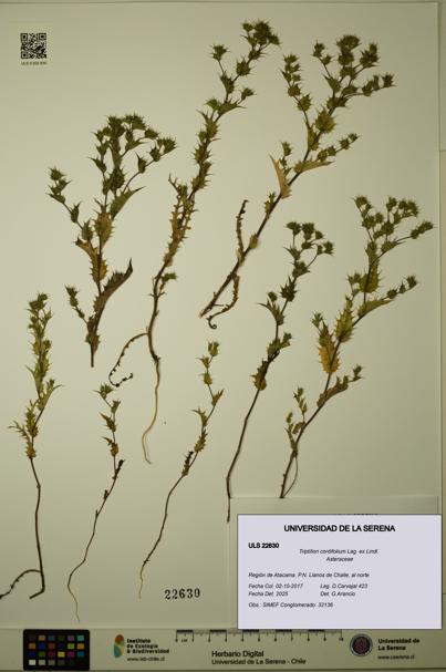 Triptilion cordifolium [Espécimen: ULS:ULS:0022630]