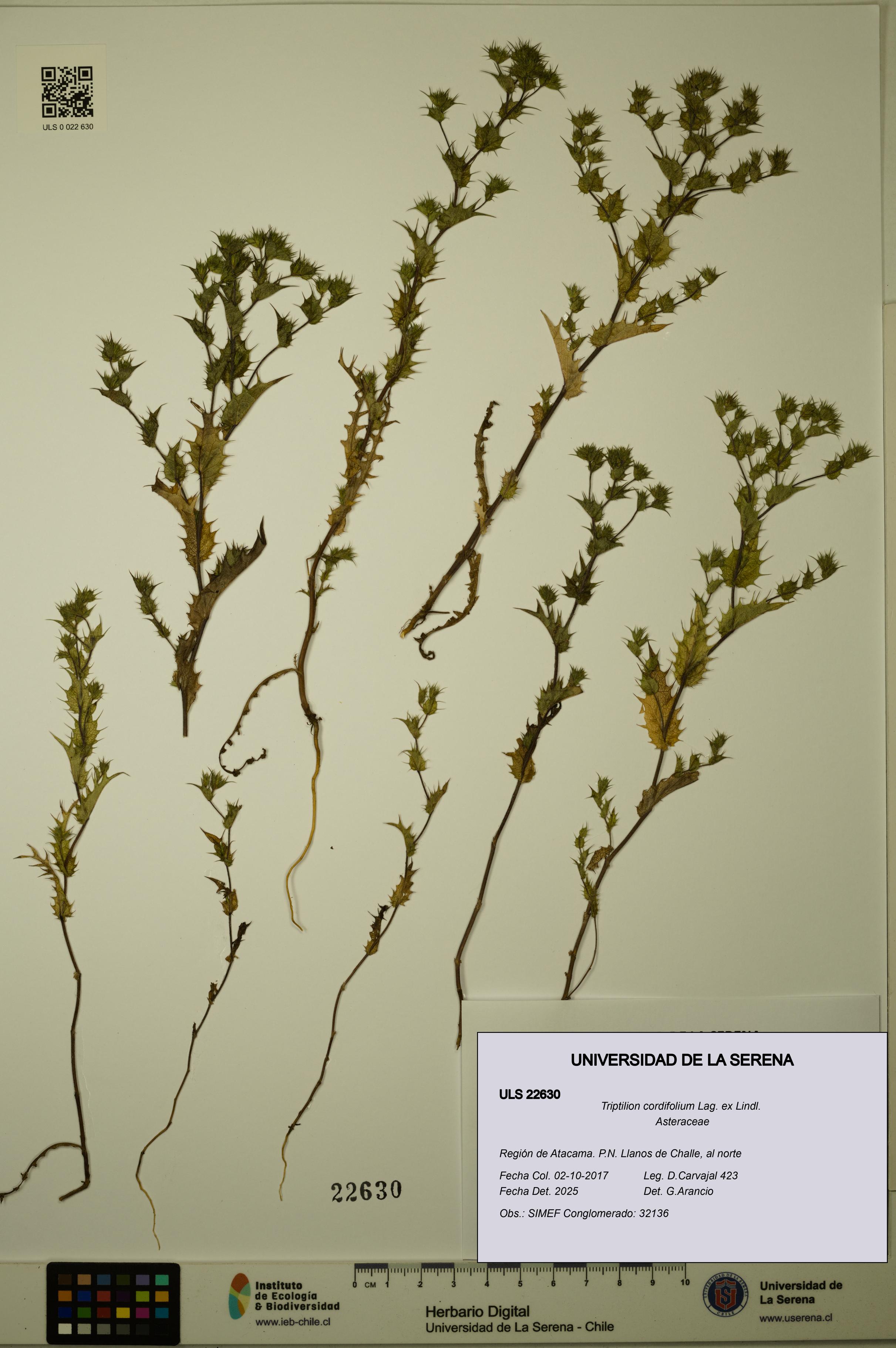 Triptilion cordifolium [Espécimen: ULS:ULS:0022630]