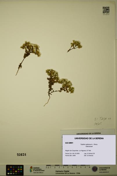 Triptilion gibbosum [Espécimen: ULS:ULS:0022631]