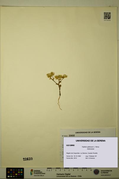 Triptilion gibbosum [Espécimen: ULS:ULS:0022632]