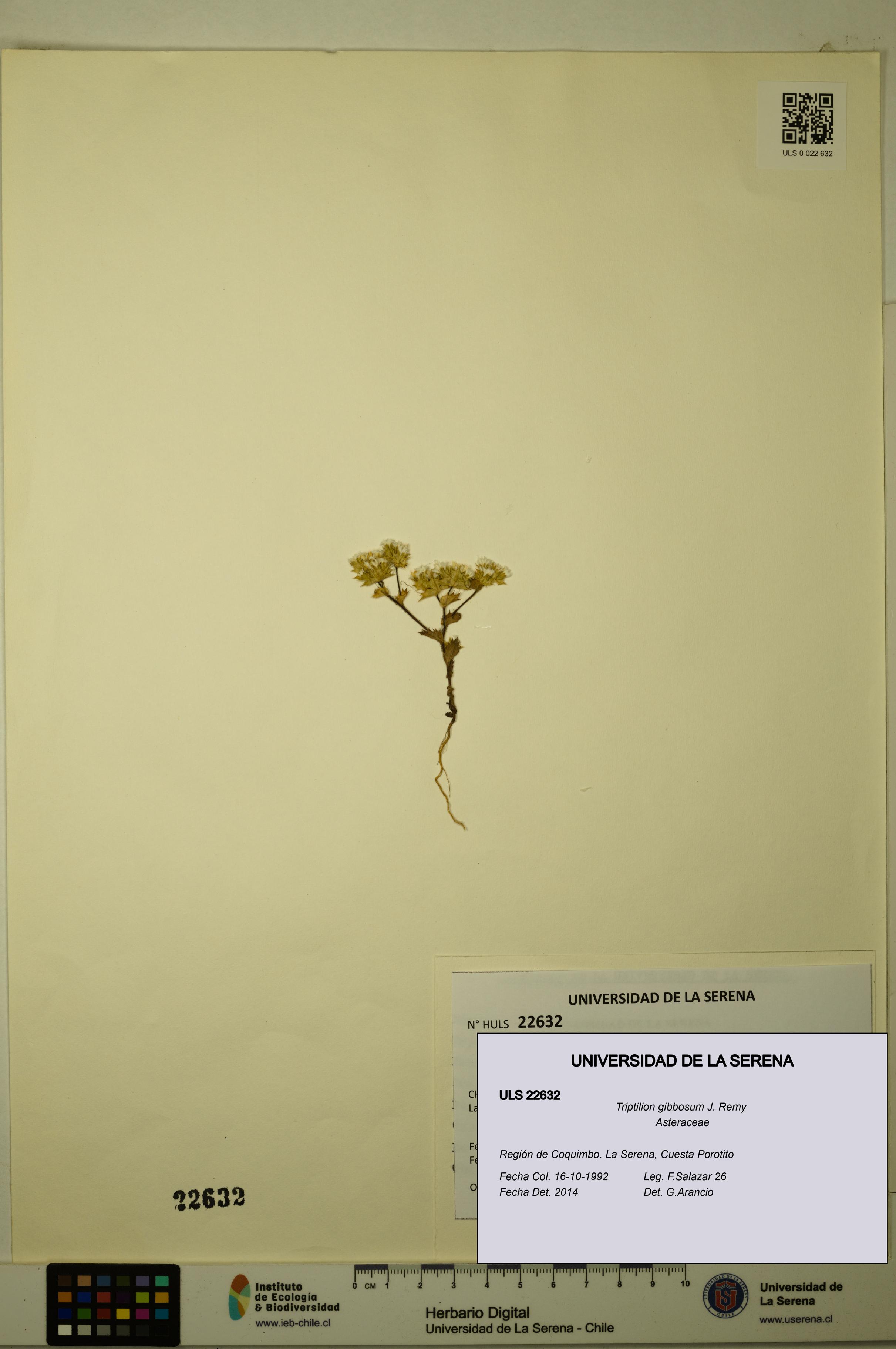 Triptilion gibbosum [Espécimen: ULS:ULS:0022632]