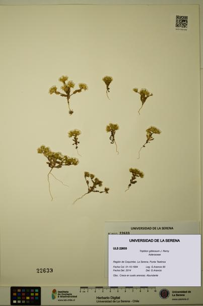 Triptilion gibbosum [Espécimen: ULS:ULS:0022633]