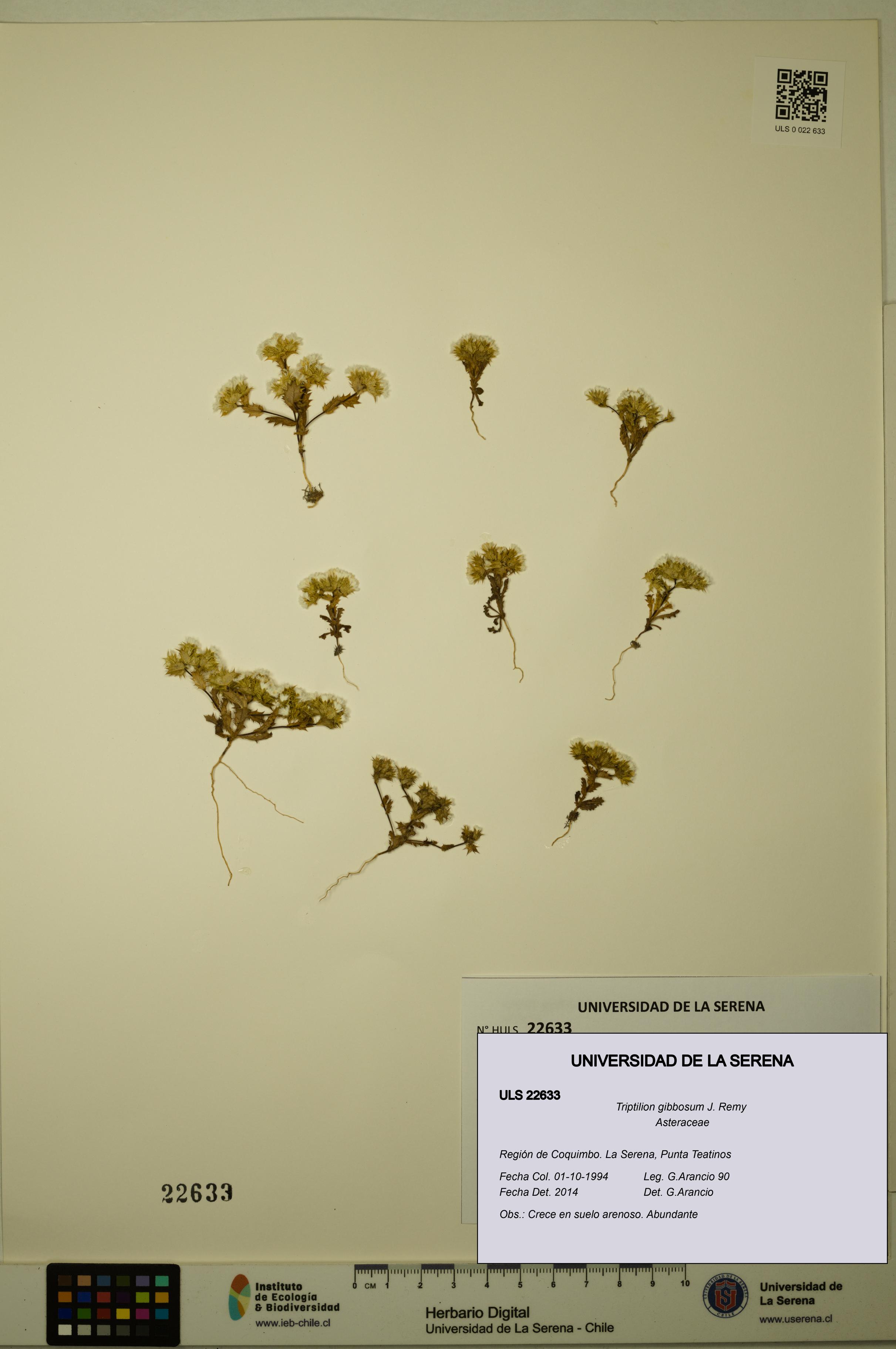 Triptilion gibbosum [Espécimen: ULS:ULS:0022633]