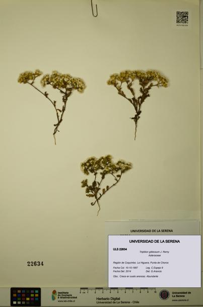 Triptilion gibbosum [Espécimen: ULS:ULS:0022634]