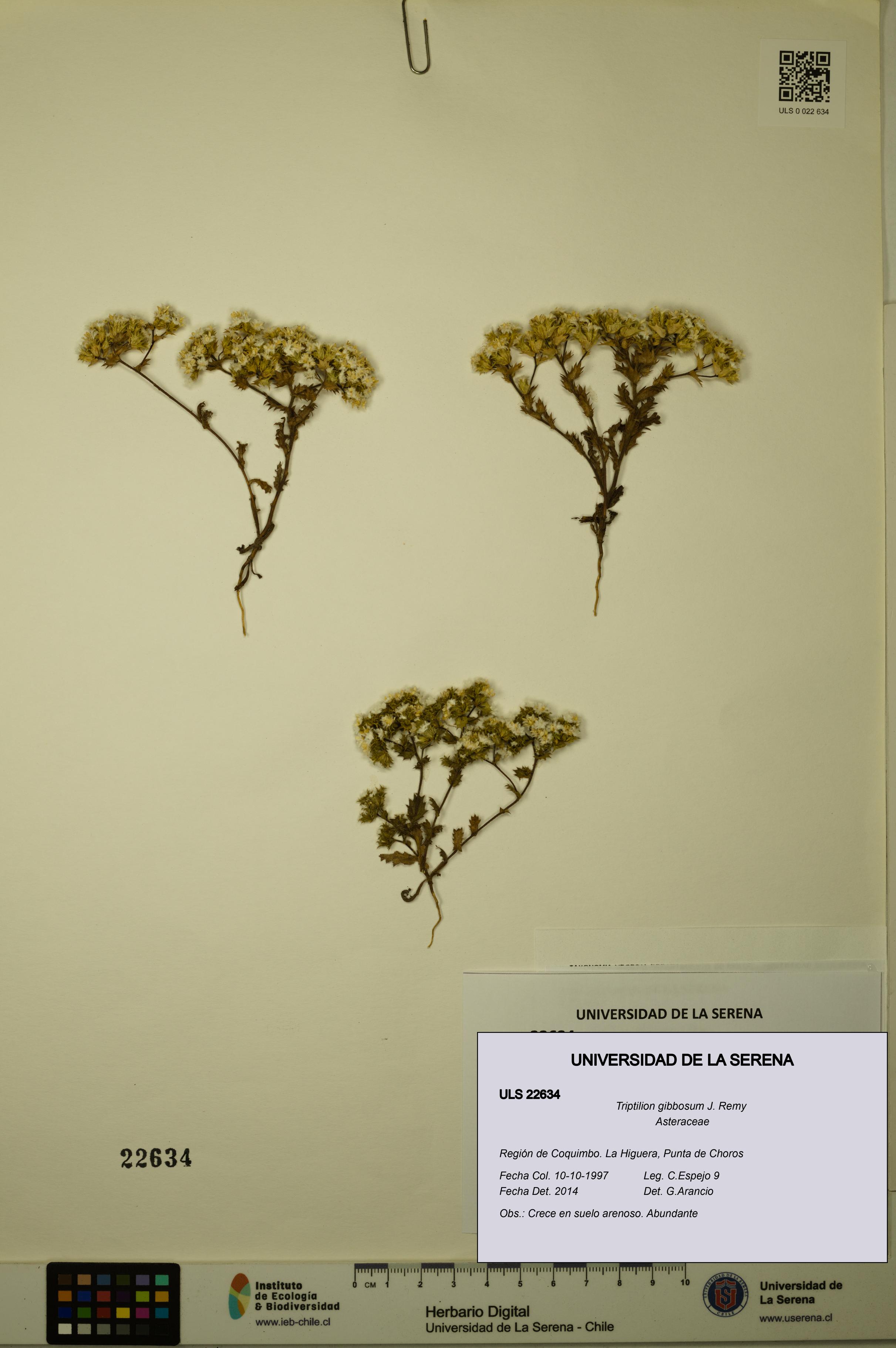 Triptilion gibbosum [Espécimen: ULS:ULS:0022634]