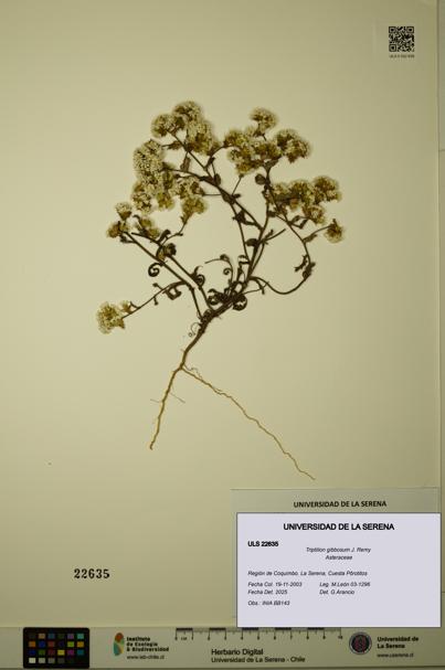 Triptilion gibbosum [Espécimen: ULS:ULS:0022635]