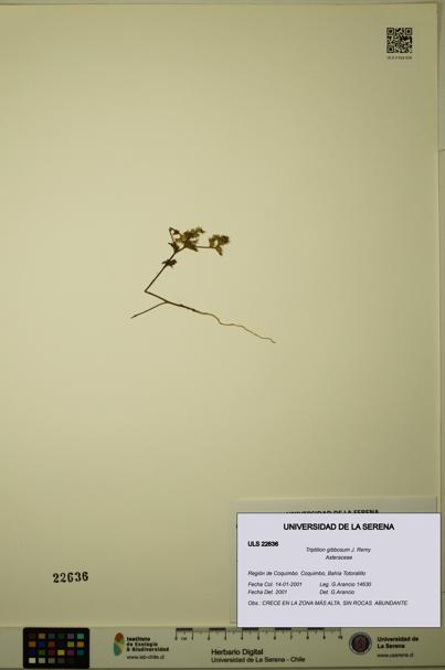 Triptilion gibbosum [Espécimen: ULS:ULS:0022636]