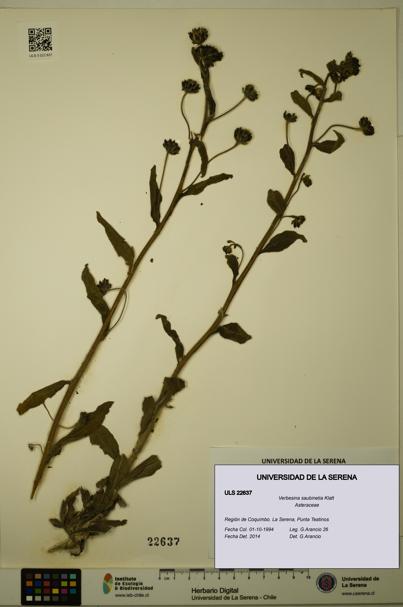 Verbesina saubinetia [Espécimen: ULS:ULS:0022637]