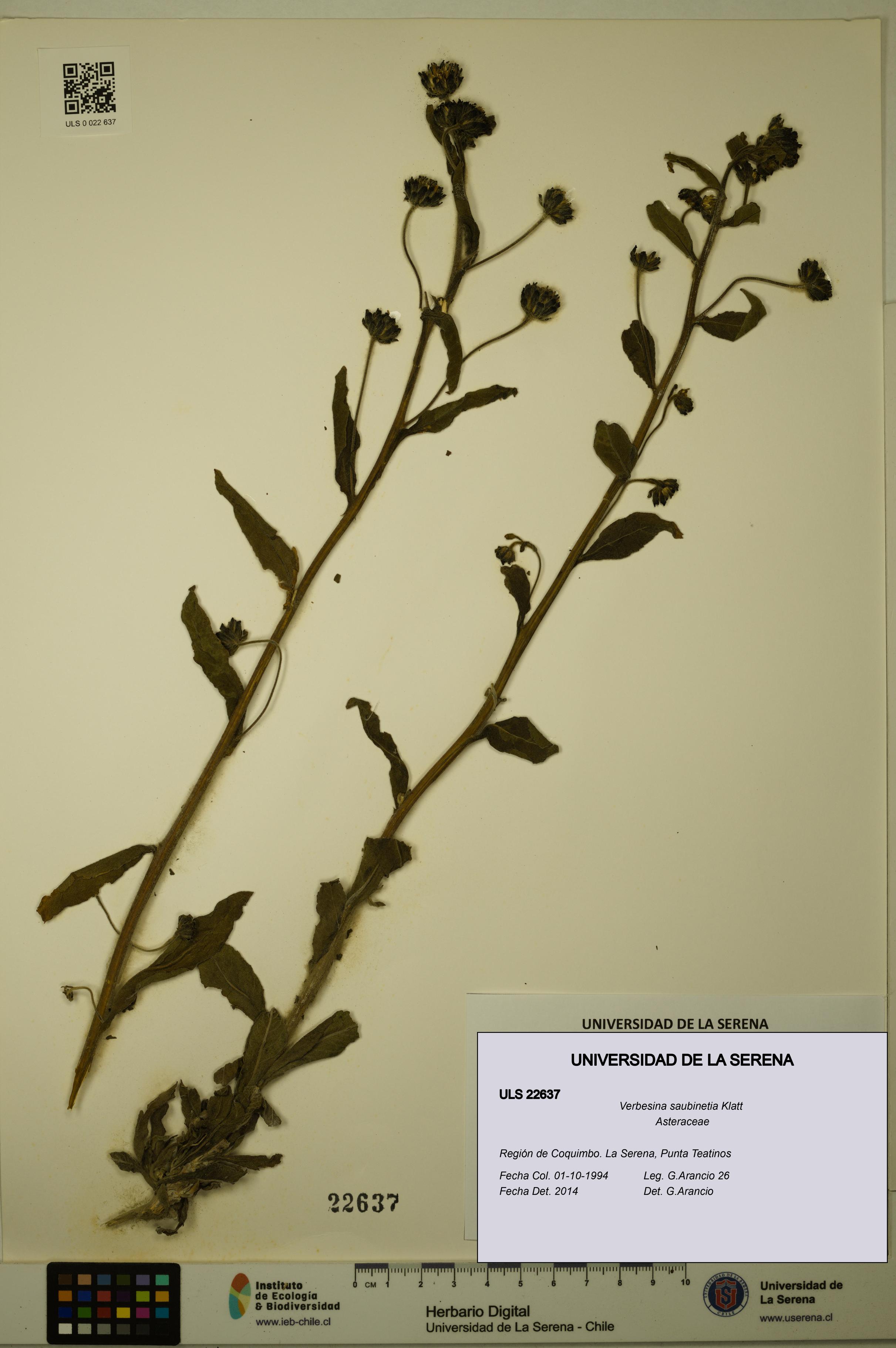 Verbesina saubinetia [Espécimen: ULS:ULS:0022637]