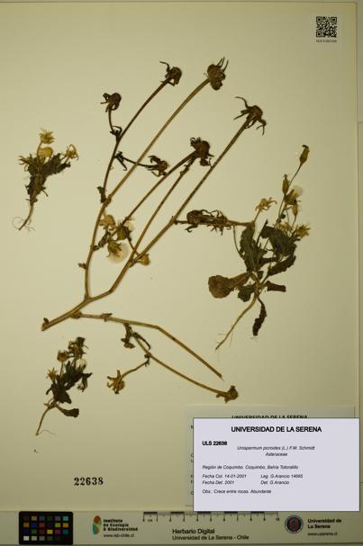 Urospermum picroides [Espécimen: ULS:ULS:0022638]