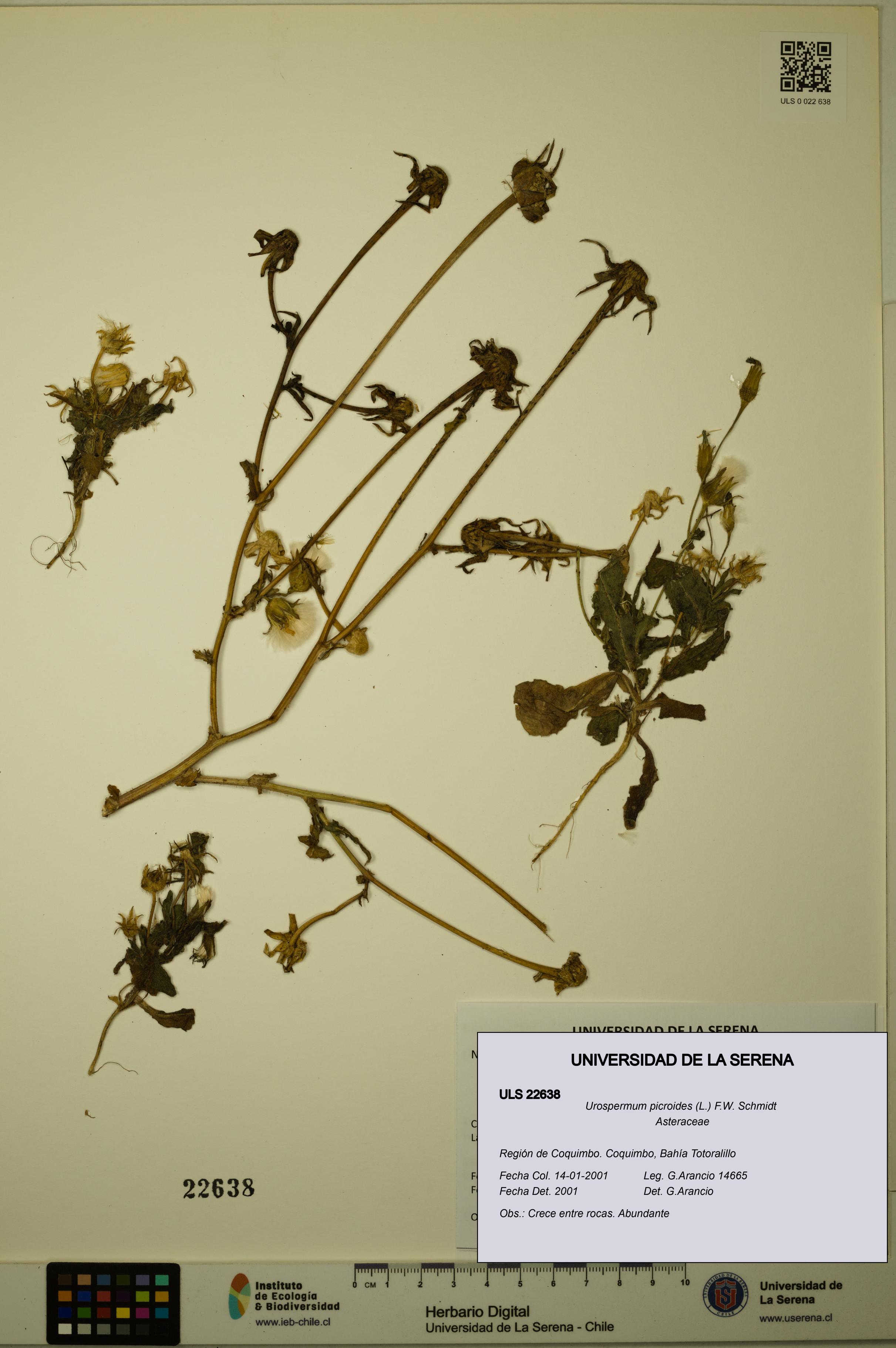 Urospermum picroides [Espécimen: ULS:ULS:0022638]
