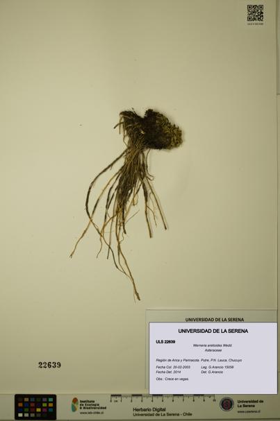 Werneria aretioides [Espécimen: ULS:ULS:0022639]
