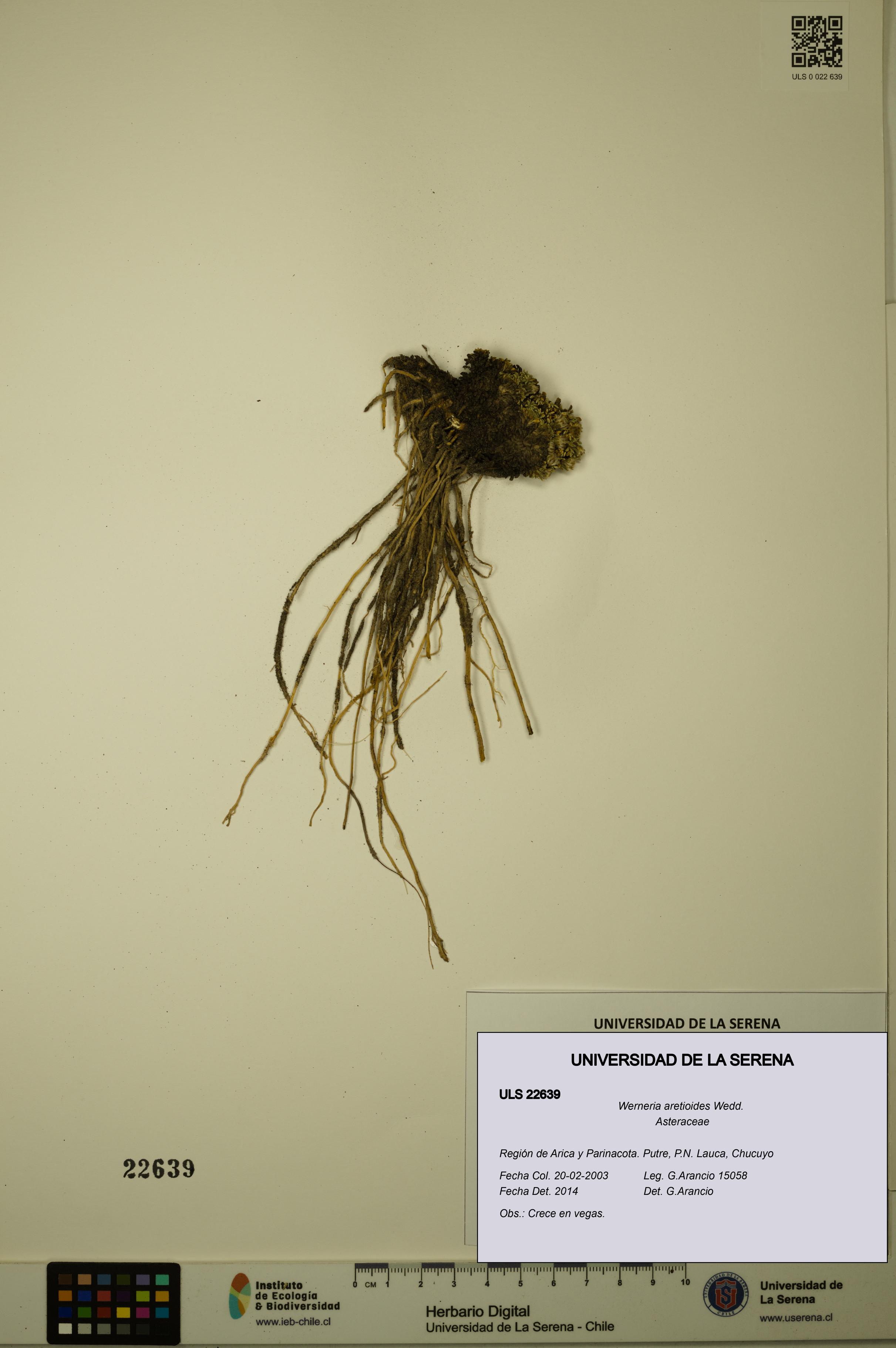 Werneria aretioides [Espécimen: ULS:ULS:0022639]