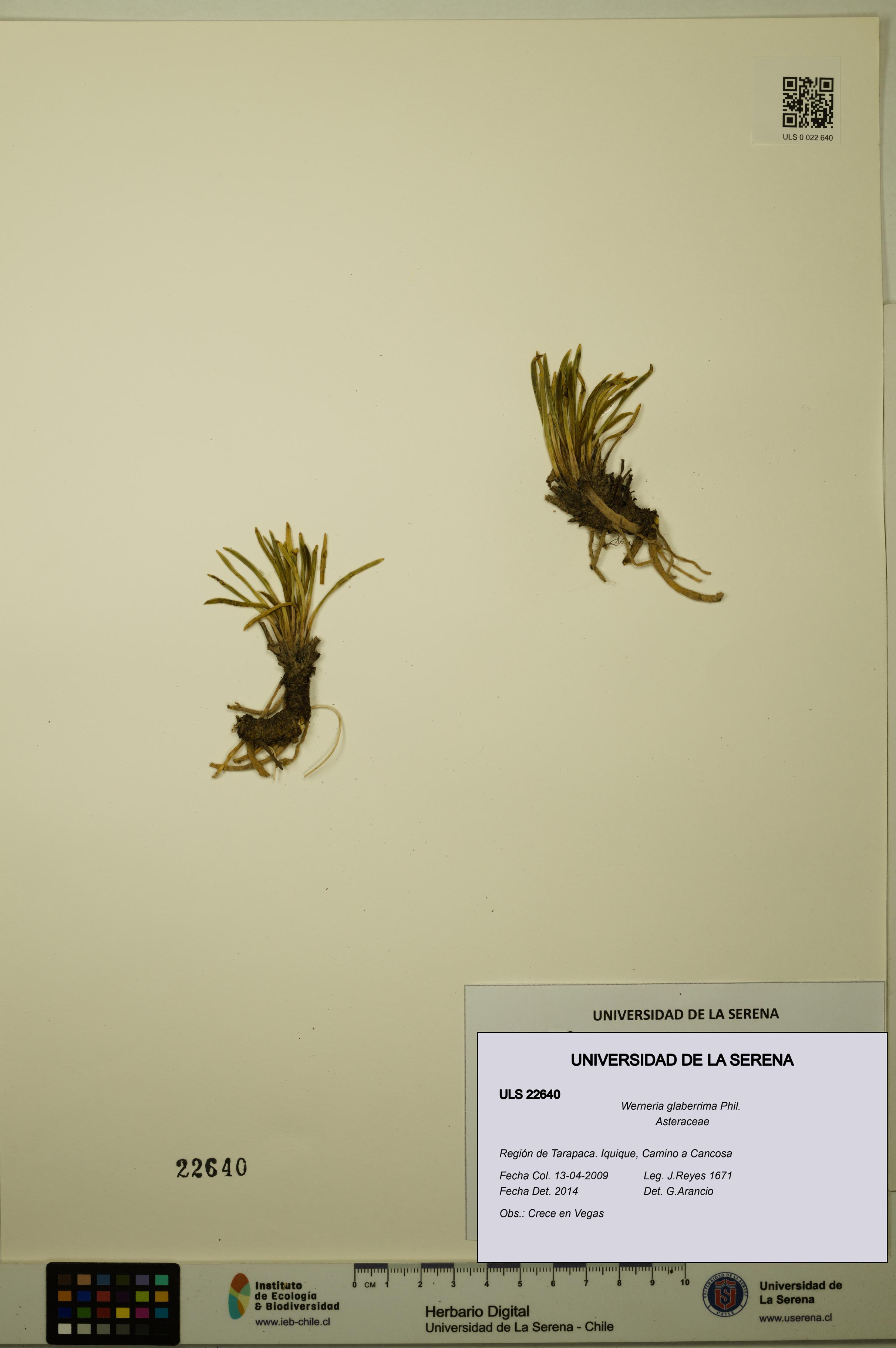 Werneria glaberrima [Espécimen: ULS:ULS:0022640]