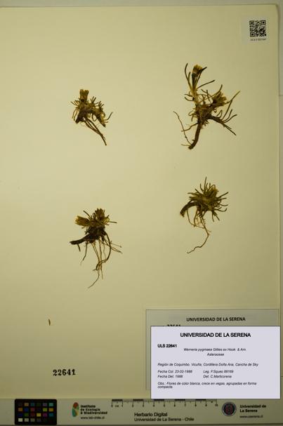 Werneria pygmaea [Espécimen: ULS:ULS:0022641]