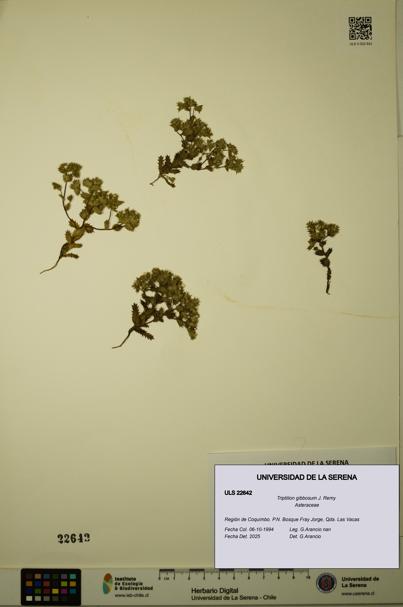 Triptilion gibbosum [Espécimen: ULS:ULS:0022642]