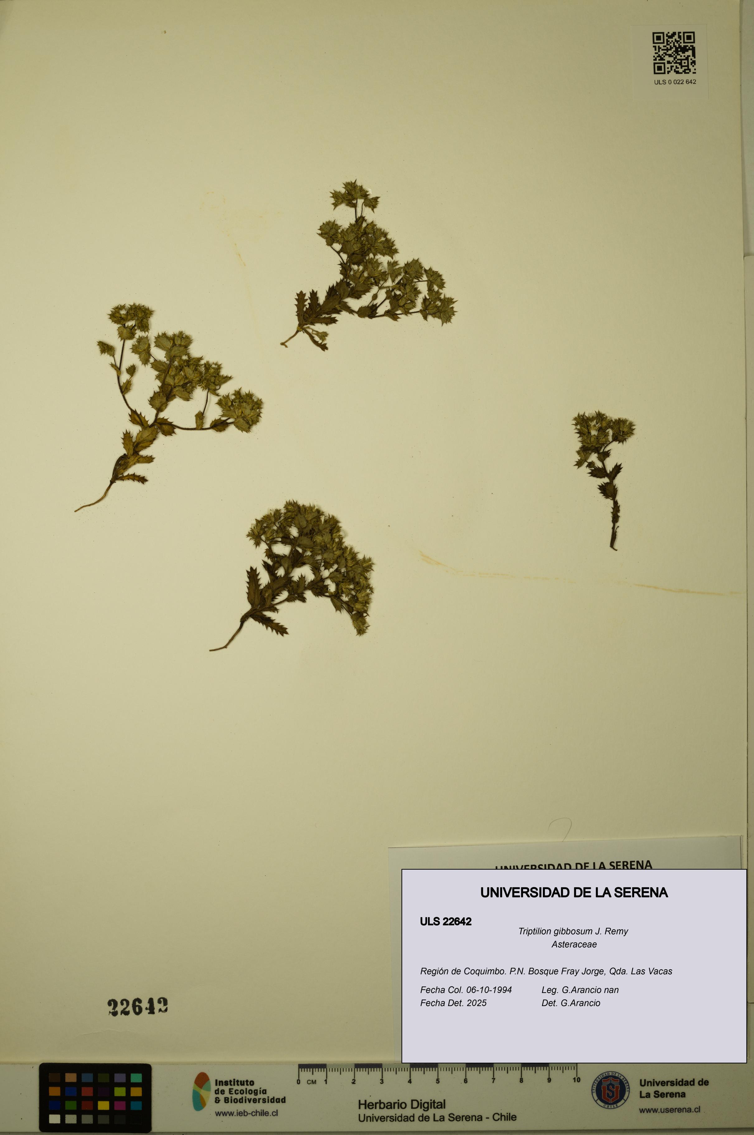 Triptilion gibbosum [Espécimen: ULS:ULS:0022642]