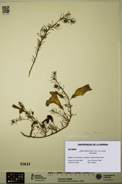 Nolana filifolia [Espécimen: ULS:ULS:0022643]