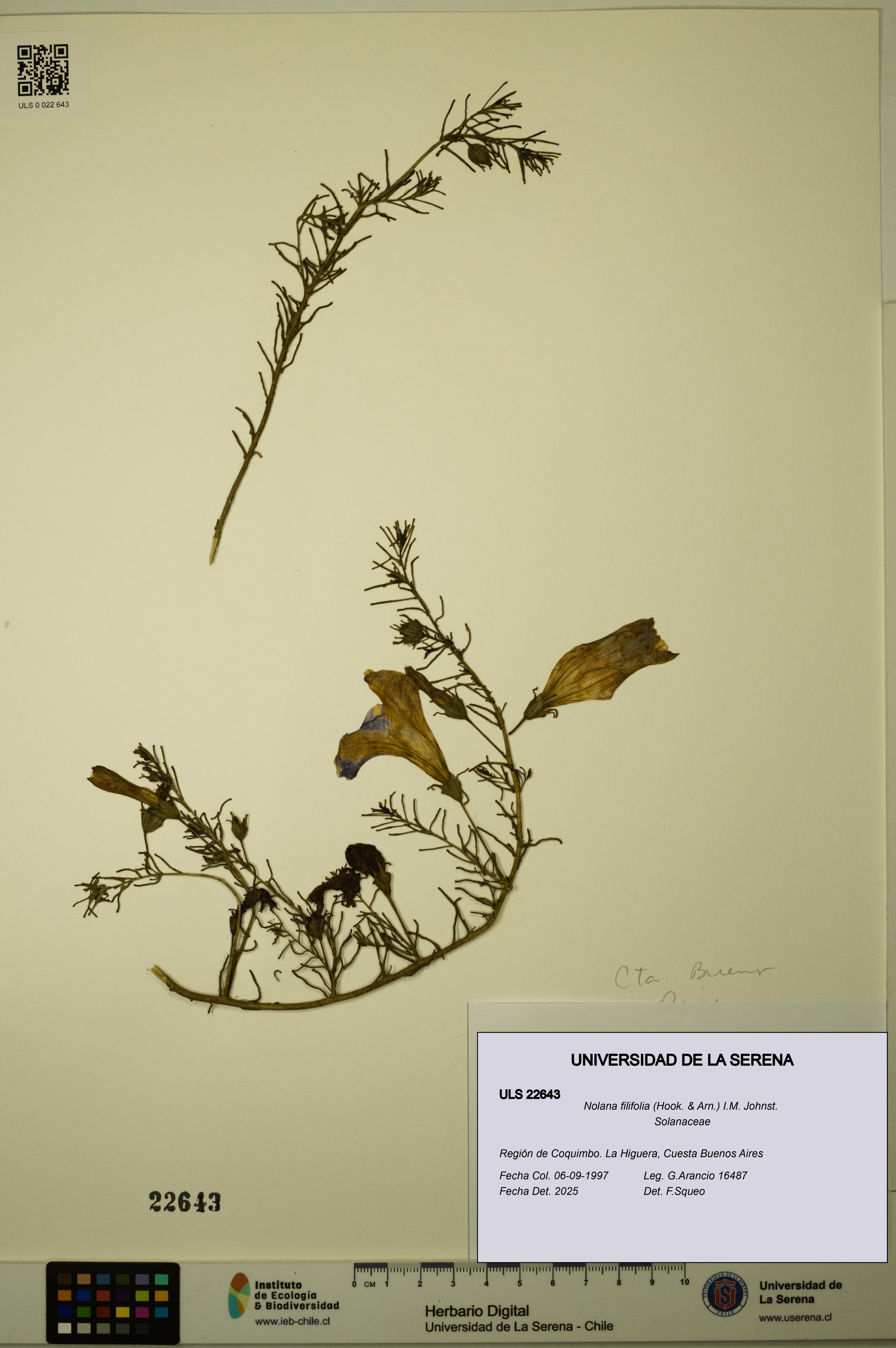 Nolana filifolia [Espécimen: ULS:ULS:0022643]