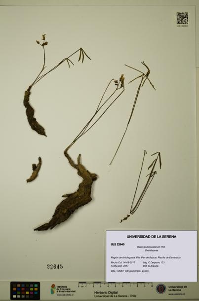 Oxalis bulbocastanum [Espécimen: ULS:ULS:0022645]