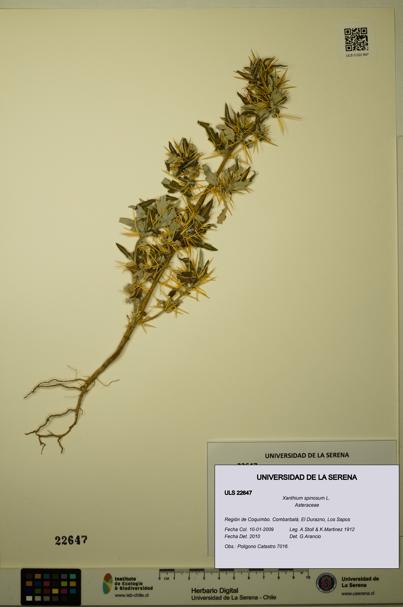 Xanthium spinosum [Espécimen: ULS:ULS:0022647]