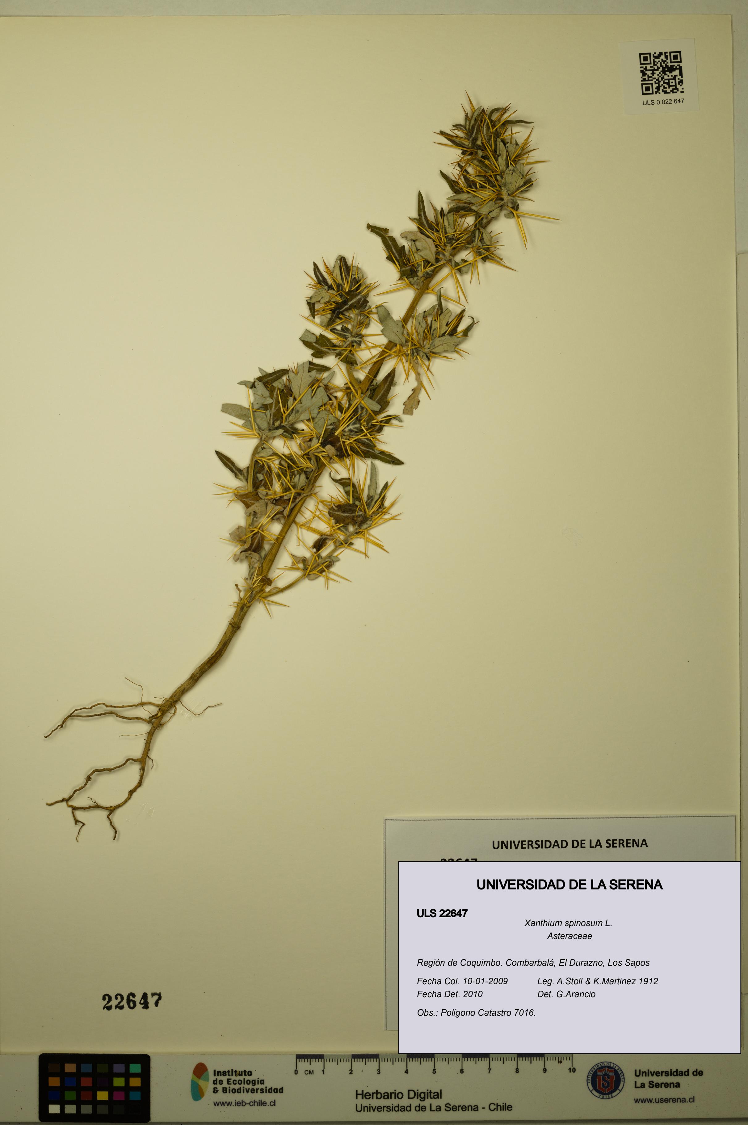 Xanthium spinosum [Espécimen: ULS:ULS:0022647]